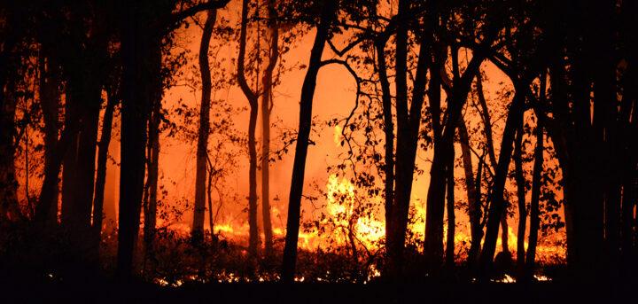 Building a home in a bushfire-prone area - Fox Modular